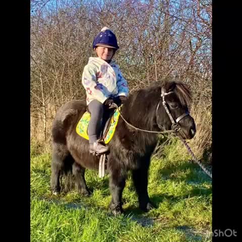 Shetland pony horses for sale: Perfect Shetland Pony - Video 1