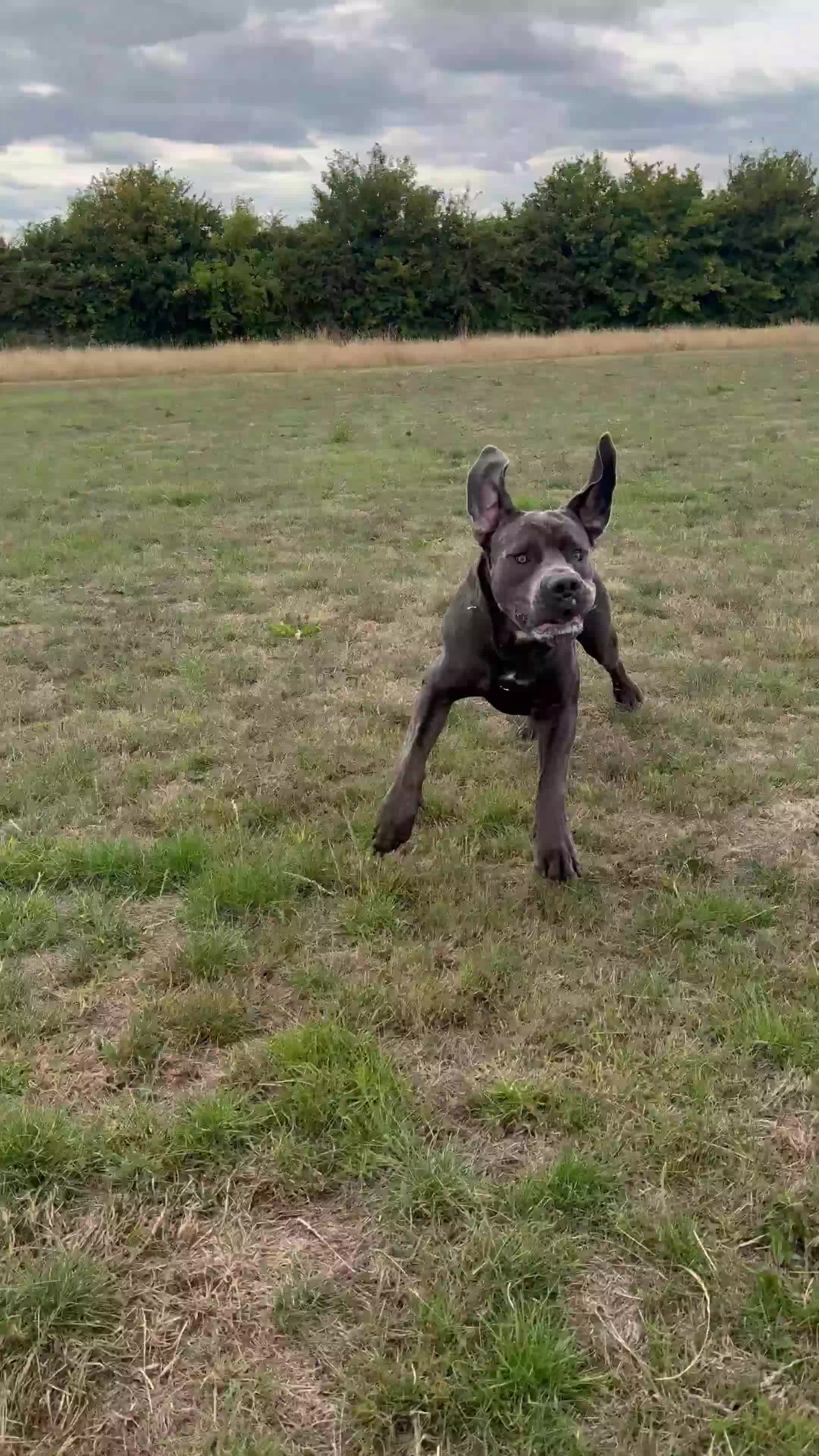 Cane Corso dogs for stud: Cane Corso Stud Tre Cani 🇷🇸 x Kyza Soza 🩸 - Video 5