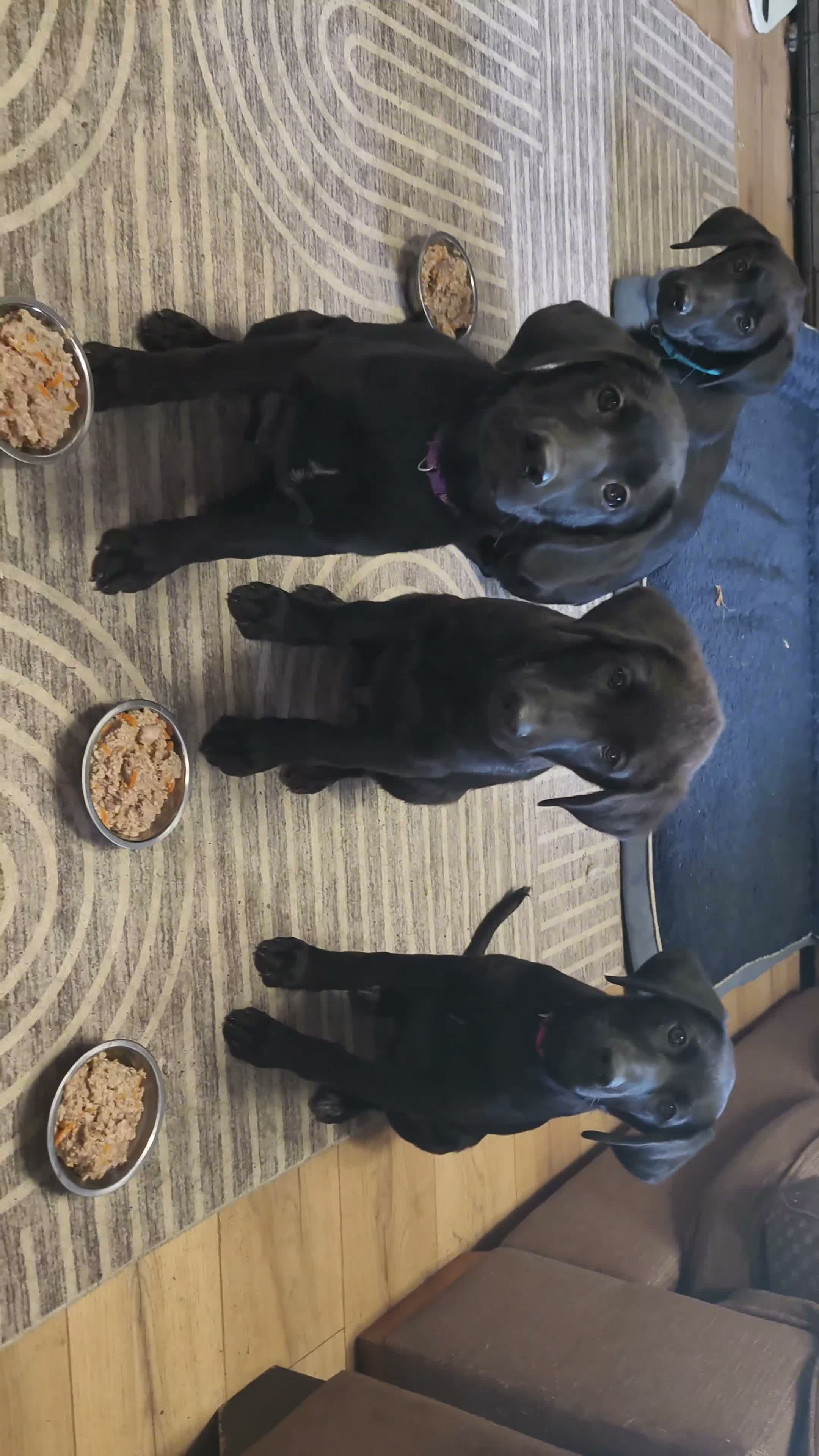 Mixed Breed dogs for sale: Puppies  - Video 1