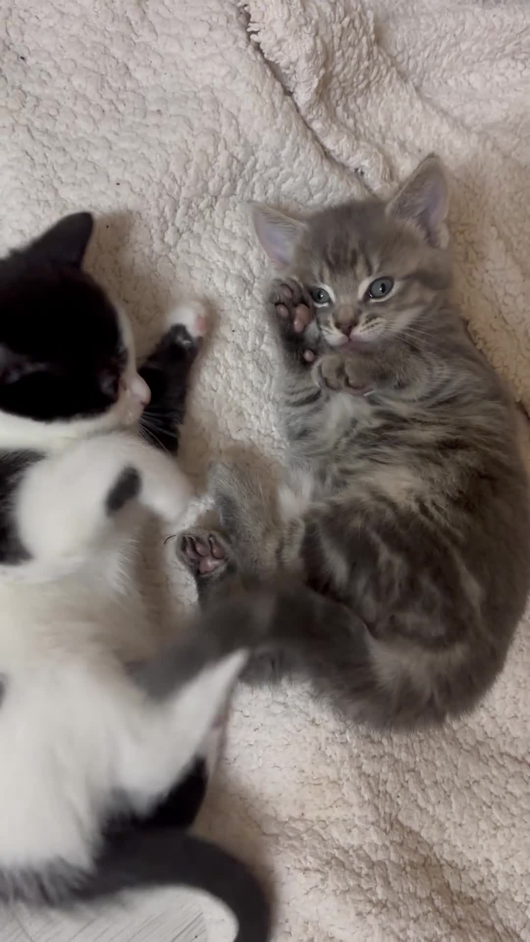 Mixed Breed cats for sale: Loving kittens looking for their forever homes 🐾 - Video 1