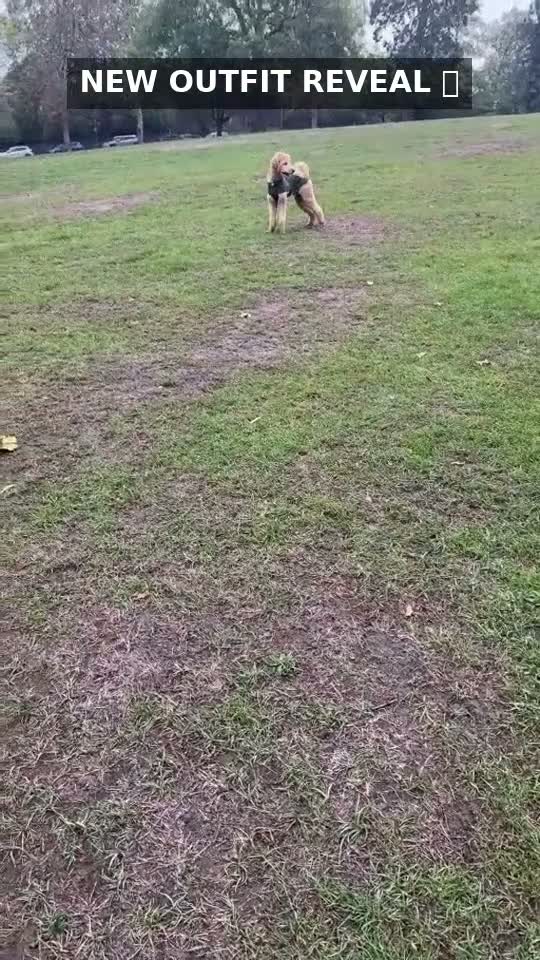 Standard Poodle dogs for stud: KC Registered Standard Poodle Stud Dog in London - Video 2