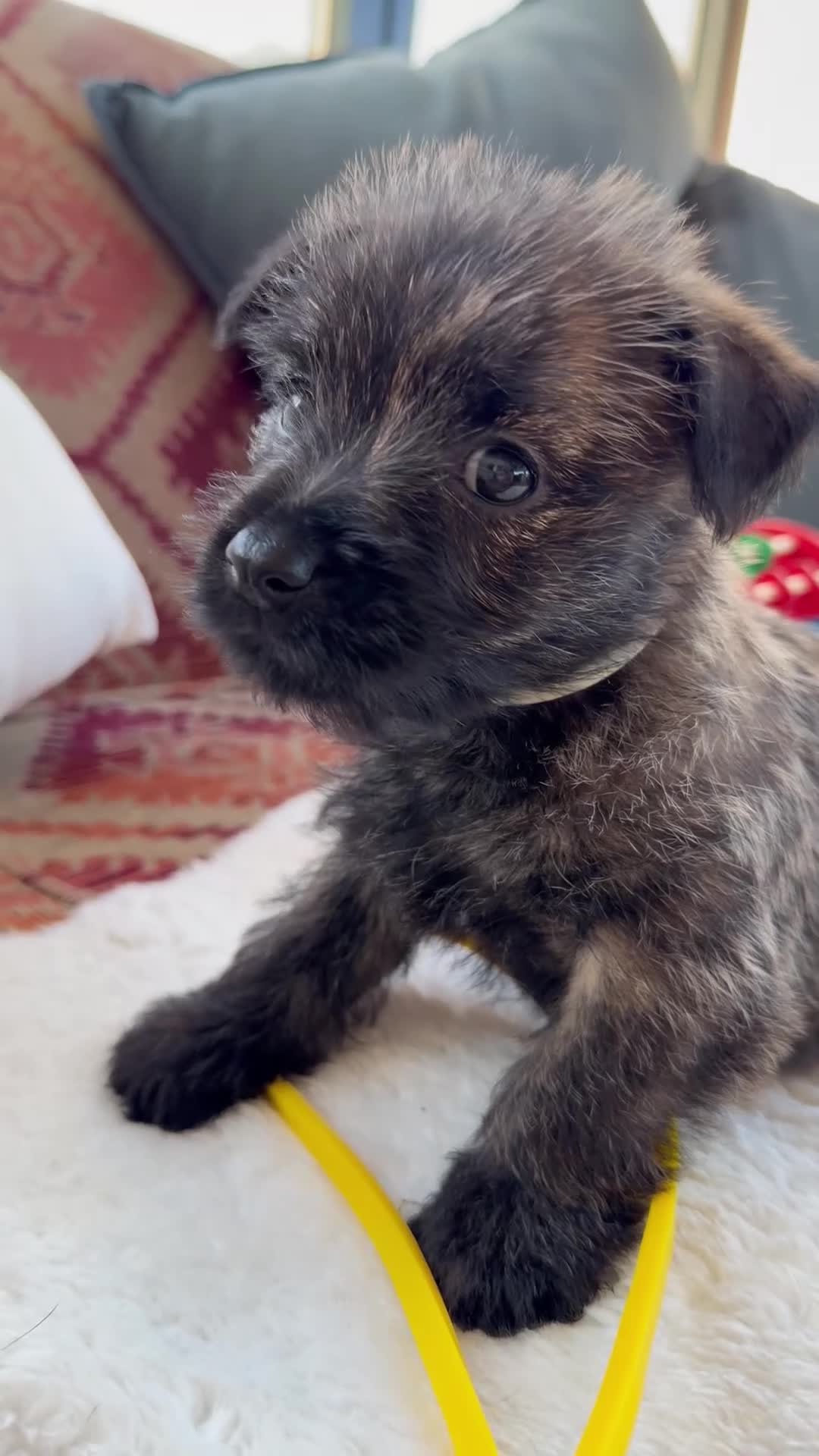 Cairn Terrier dogs for sale: Sweetest Little KC Reg Cairn Terrier Puppies.  - Video 1
