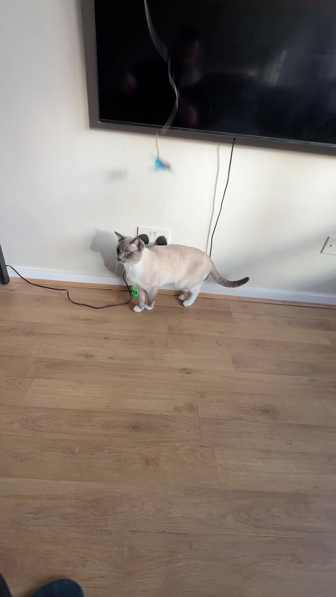 Ragamese cats for sale: Stunning 1yr old Blue Point Ragamese fluffball - Video 2