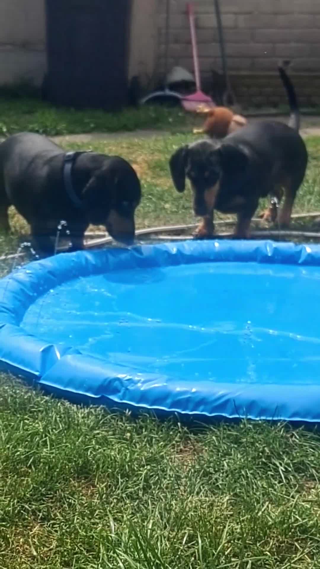 Dachshund dogs for sale: Dachshund brothers - Video 1