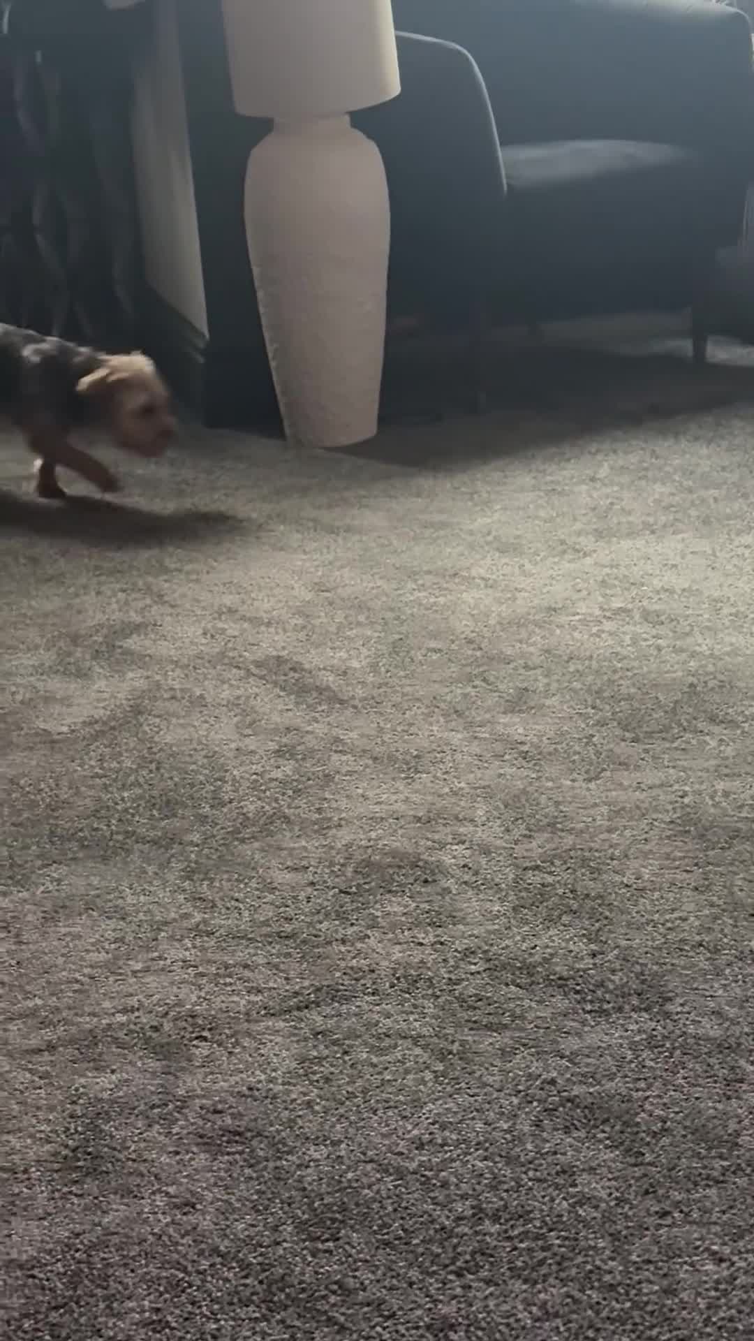 Yorkshire Terrier dogs for sale: freddie 1 and half years  - Video 1