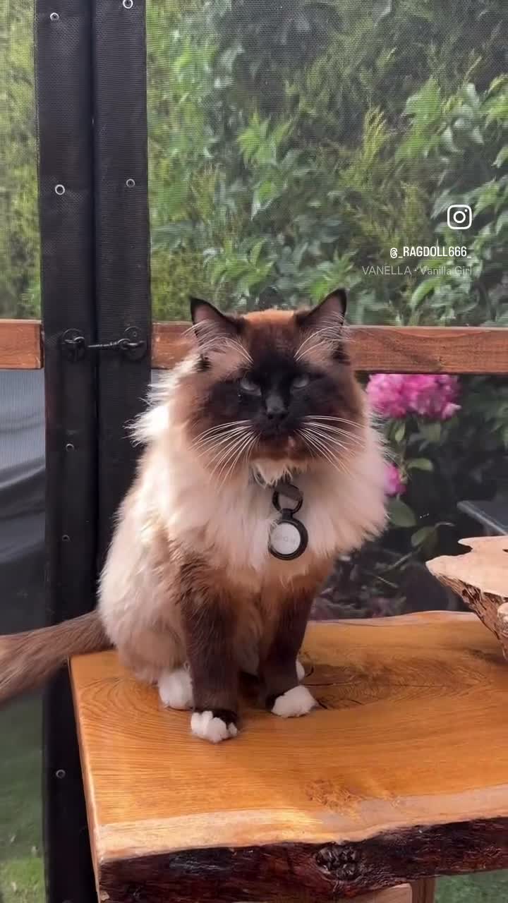 Ragdoll cats for sale: Purebred Ragdoll Kittens  - Video 3