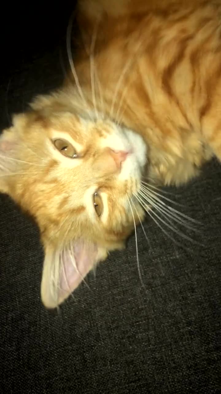 Maine Coon cats for sale: Maine coon cat  in London - Video 4