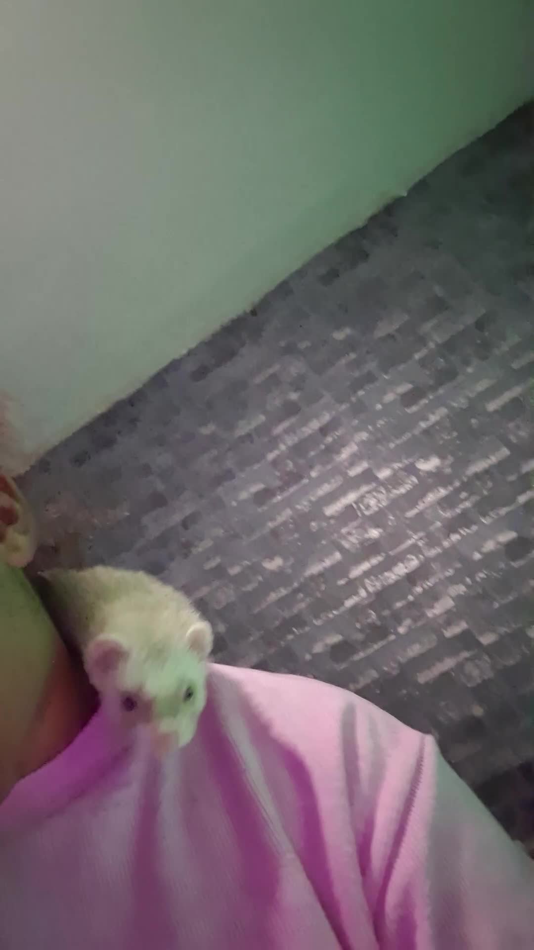 Ferret rodents for sale: Free Ferrets in Basildon - Video 1