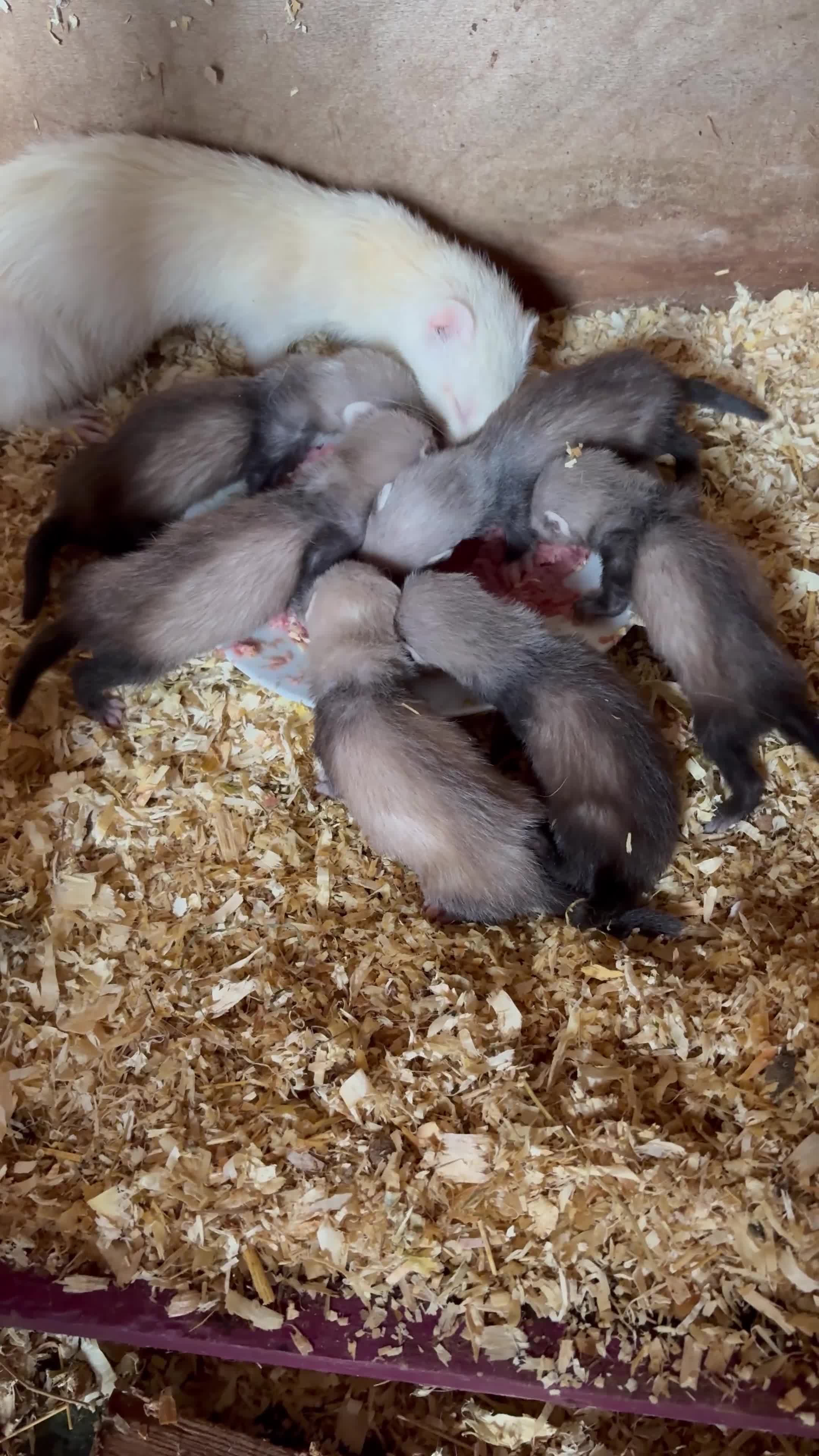 Ferret rodents for sale: Ferrets  in Bourne - Video 1