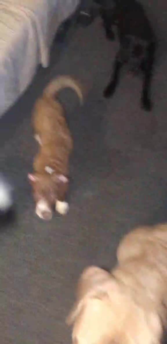 Cane Corso dogs for sale: Cane Corso  - Video 1