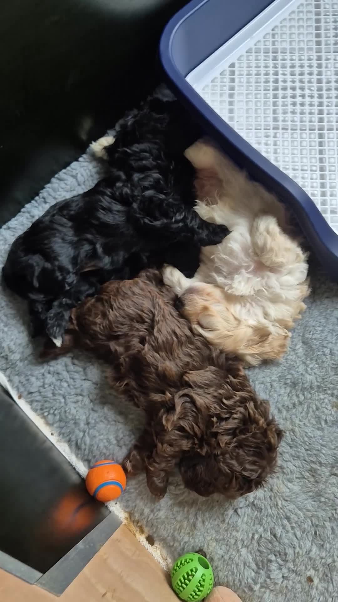 Labradoodle dogs for sale: Stunningly adorable f2b labradoodles! - Video 5