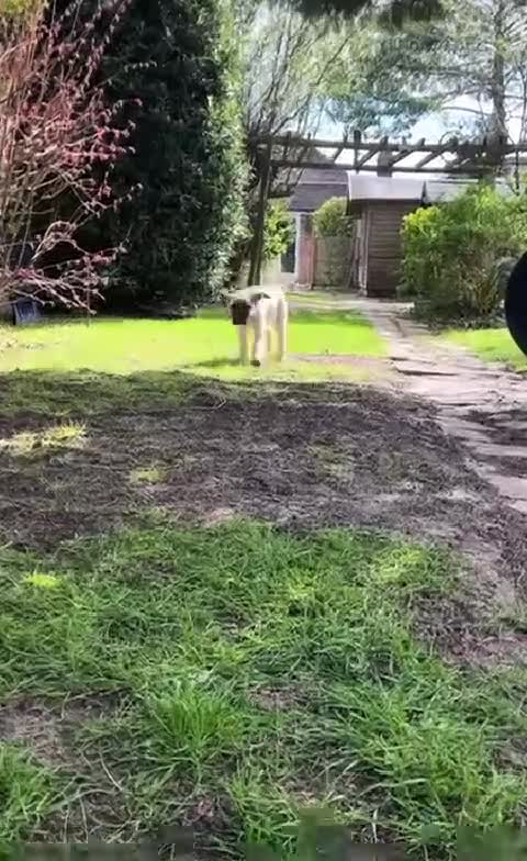 Turkish Kangal dogs for sale: Turkish Kangal puppies  - Video 1