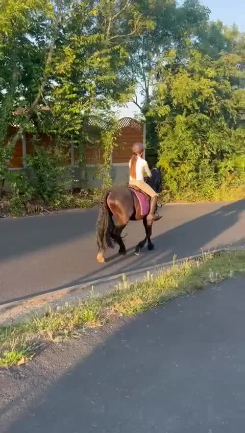 Welsh Section D horses for sale: Welsh section D gelding STAR for sale bay 13.2h - Video 3