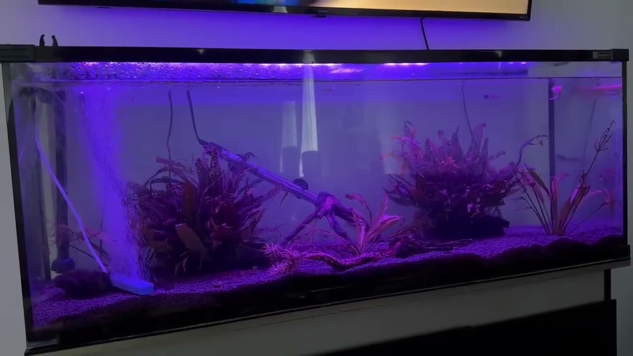 Other/Mixed Breed fish for sale: Silver arowana - Video 1