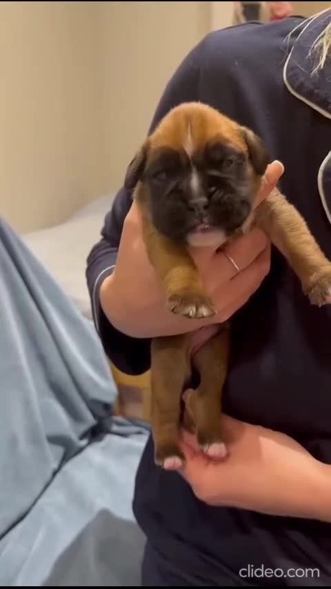 Boxer dogs for sale: Stunning KC Registered Boxer Puppies – 0% COI in Brentwood - Video 1