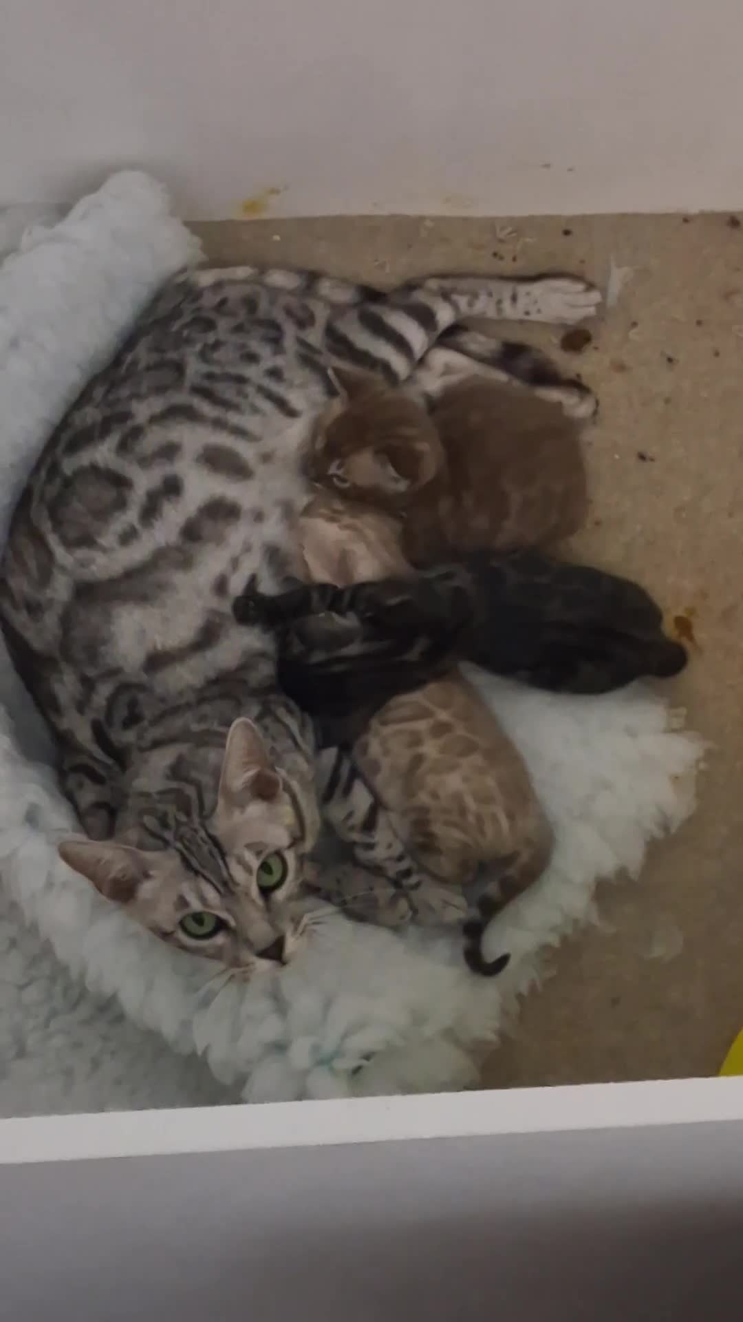 Bengal cats for sale: Superbly rosetted Bengals - Video 1