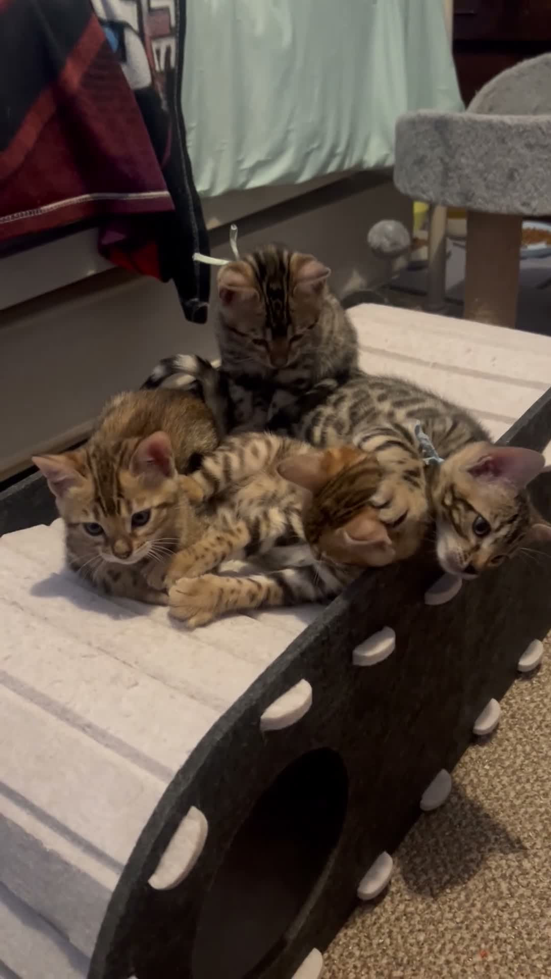 Bengal cats for sale: Pedigree Bengal Kittens, Ready from 20th October - Video 1
