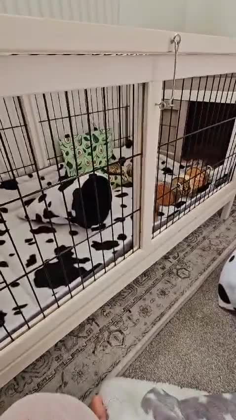Guinea Pig rodents for sale: 2 bonded male skinny pigs - Video 1