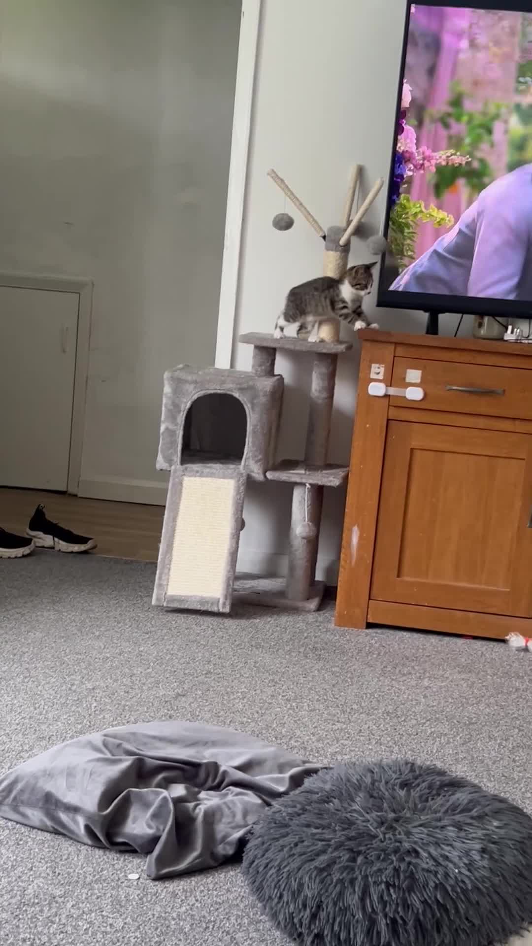 British Shorthair cats for sale: Felix - Video 1