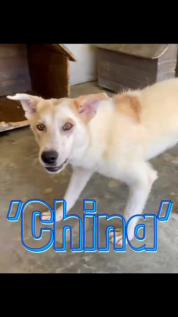 Mixed Breed dogs for adoption: China. 6 months approx. Available for adoption. in Brixham - Video 1