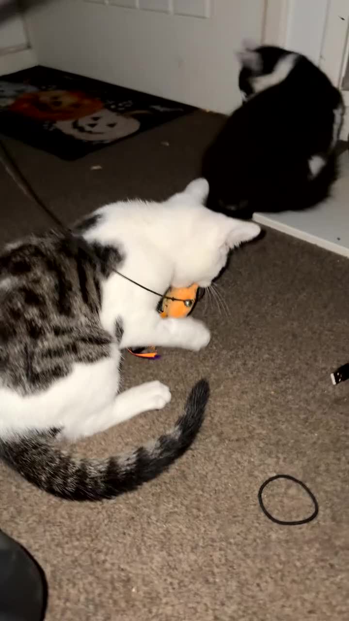 Domestic Shorthair cats for sale: Ziggy, zeke and zane, rescued kittens🥰 - Video 2