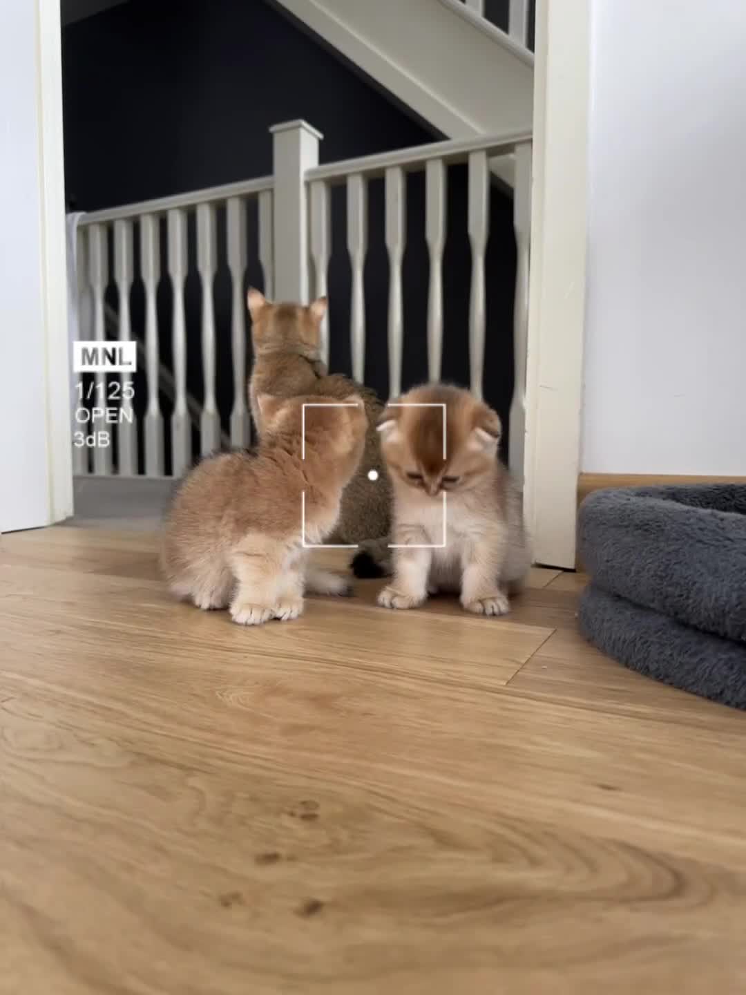 Scottish Fold cats for sale: 2males, 1 female READY TO RESERVE  - Video 1