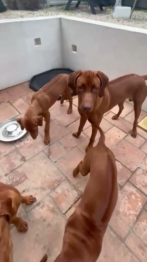 Rhodesian Ridgeback dogs for sale:  1 Beautiful girl left KC Registered  - Video 2