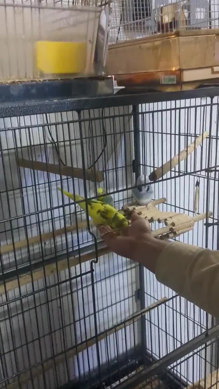 Budgerigars birds for sale: Lovely Group of Budgies  - Video 2