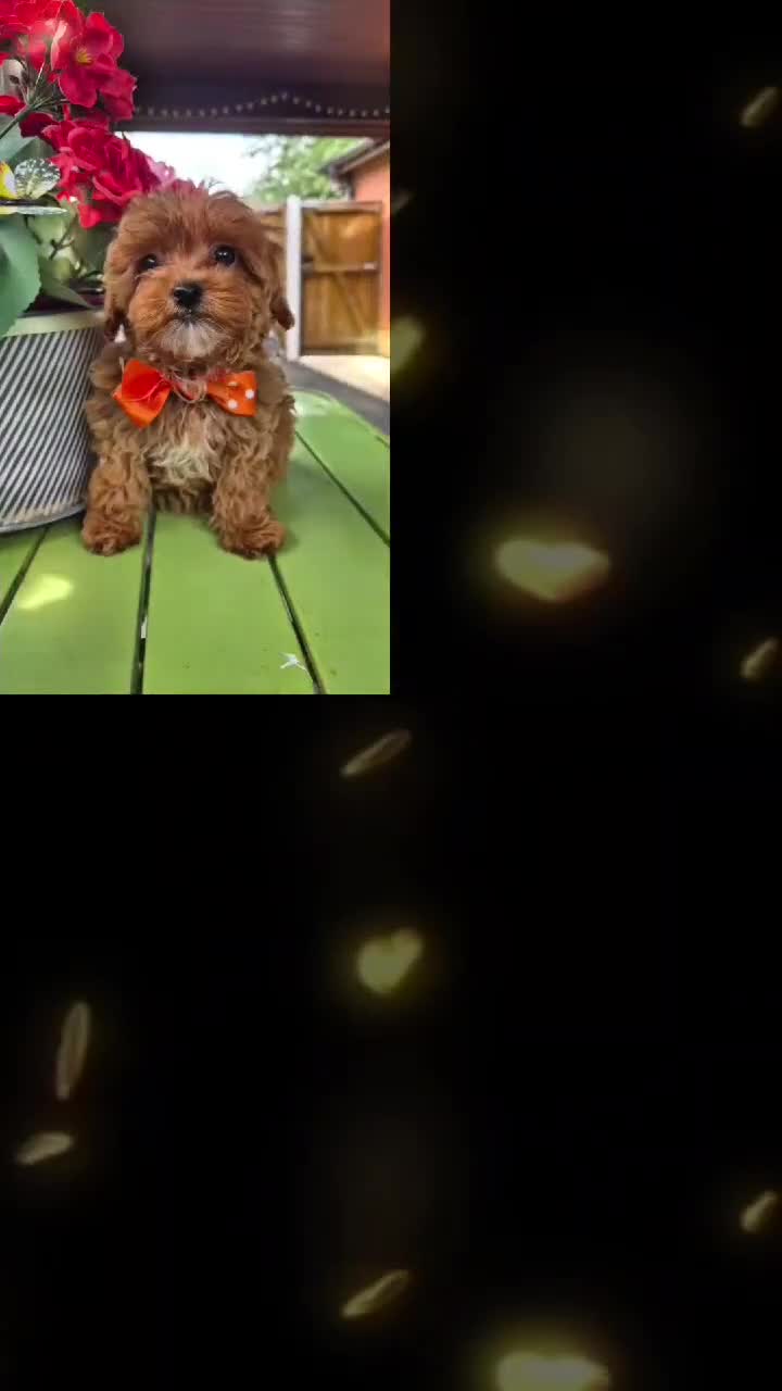 Maltipoo dogs for sale: F1B Maltipoo Rare Colours DNA Tested  - Video 4
