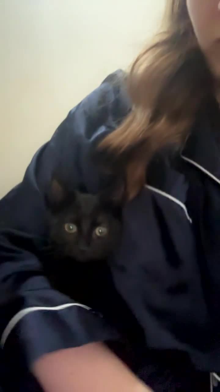 Mixed Breed cats for sale: 2 female black kittens and a tabby male  - Video 2