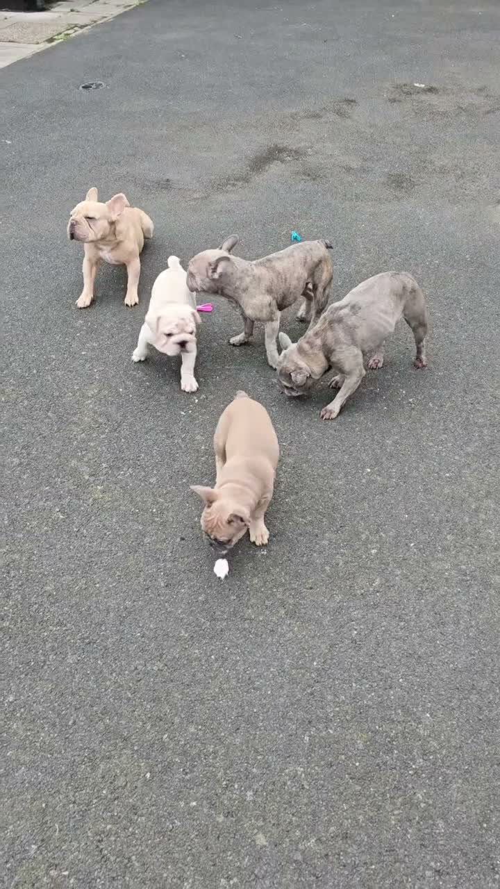 French Bulldog dogs for sale: French Bulldog  in Liverpool - Video 1