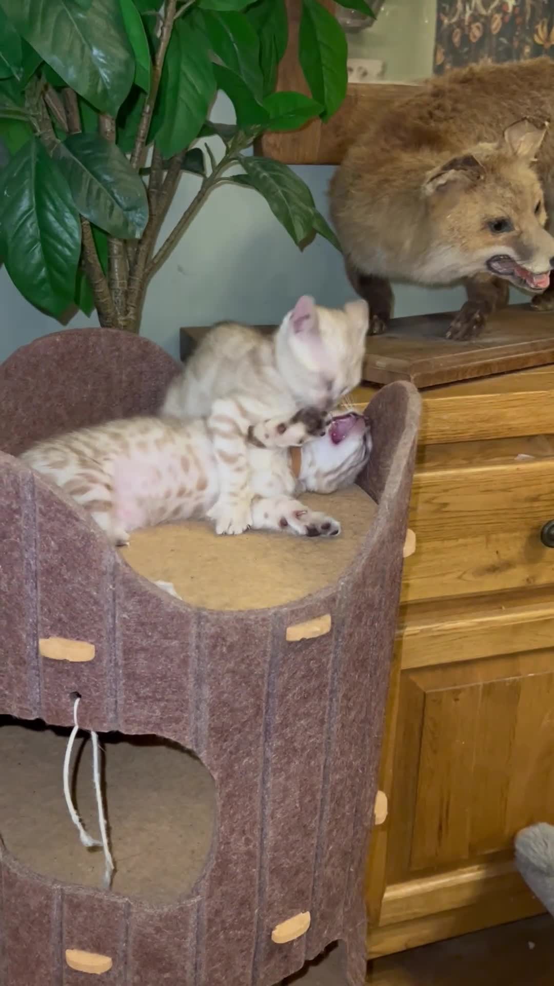 Bengal cats for sale: Last snow boy READY NOW  - Video 1