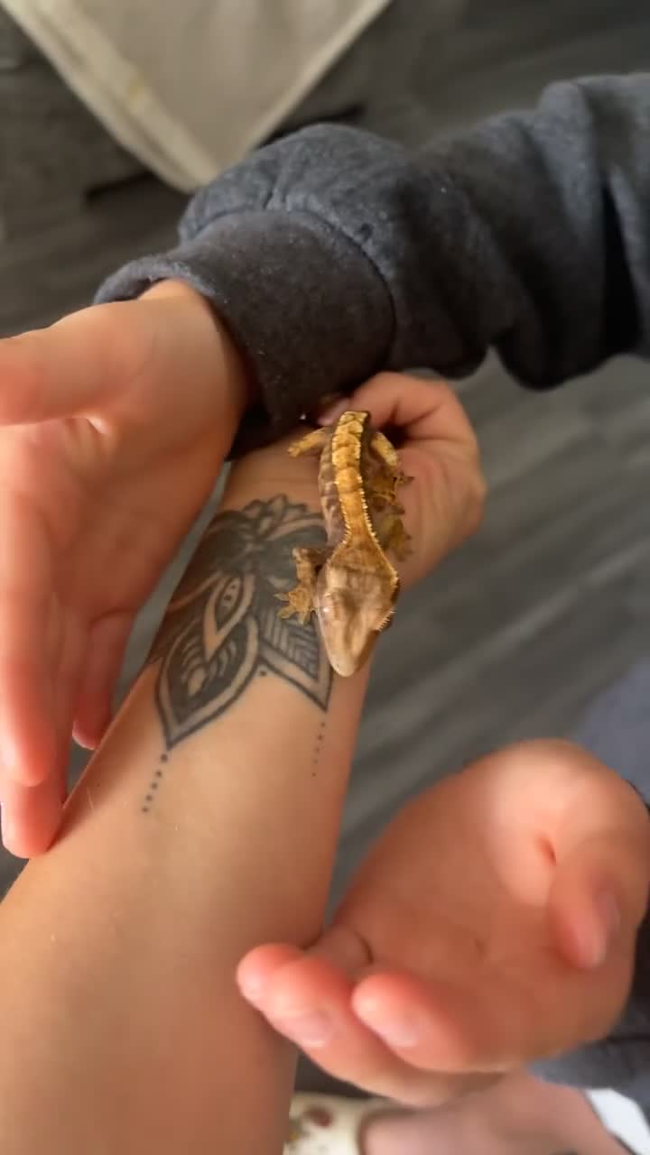 Gecko reptiles for sale: Crested gecko with setup  - Video 1