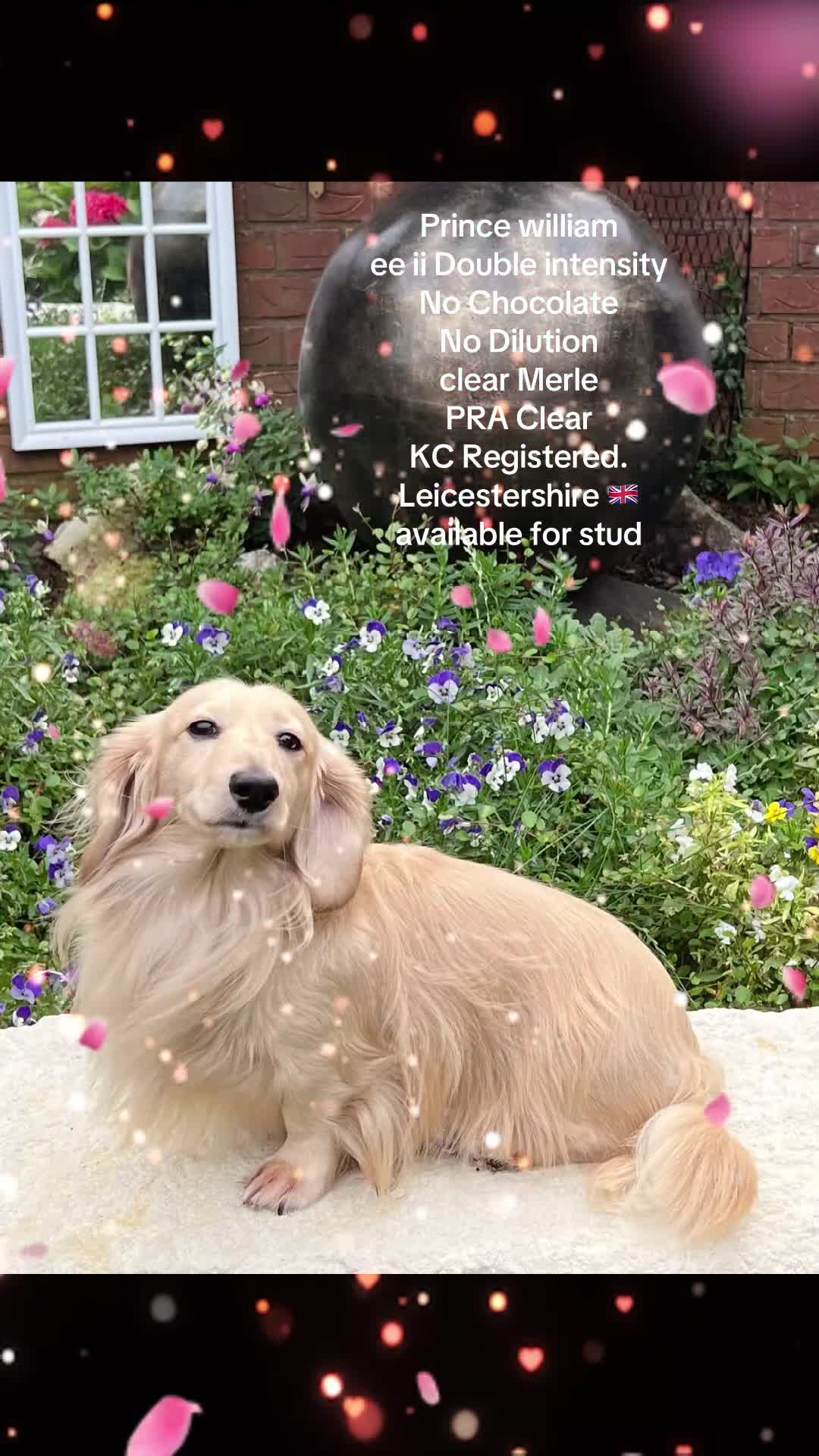 Miniature Dachshund dogs for stud: KC Dachshund cream long hair Stud [ee/ii] - Video 1