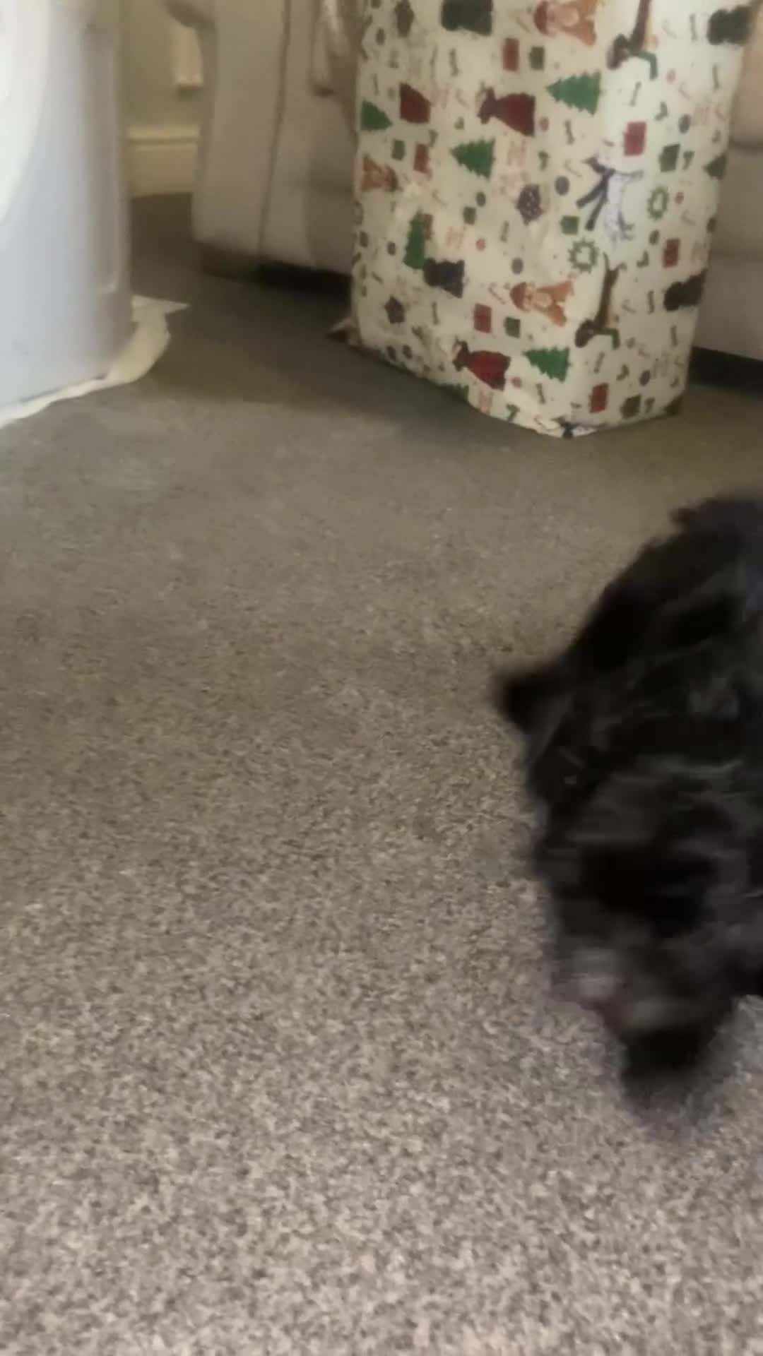 Maltipoo dogs for sale: Rare micro toy teddyface Korean/Asian maltipoos😍 - Video 4