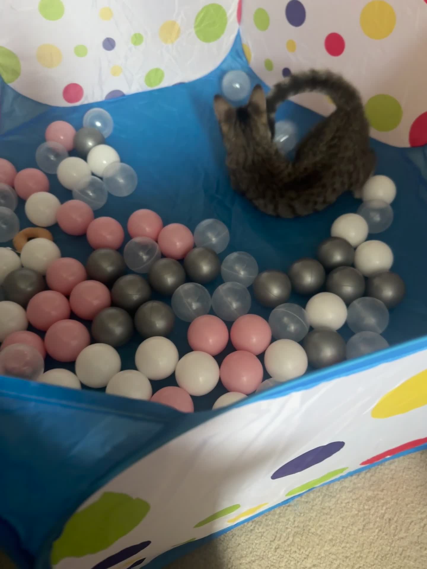 Domestic Shorthair cats for sale: Kitten for sale - Video 2