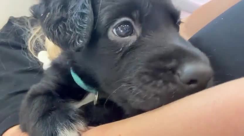 Mixed Breed dogs for sale: LAST ONE Beautiful mixed breed. DNA profile added - Video 2