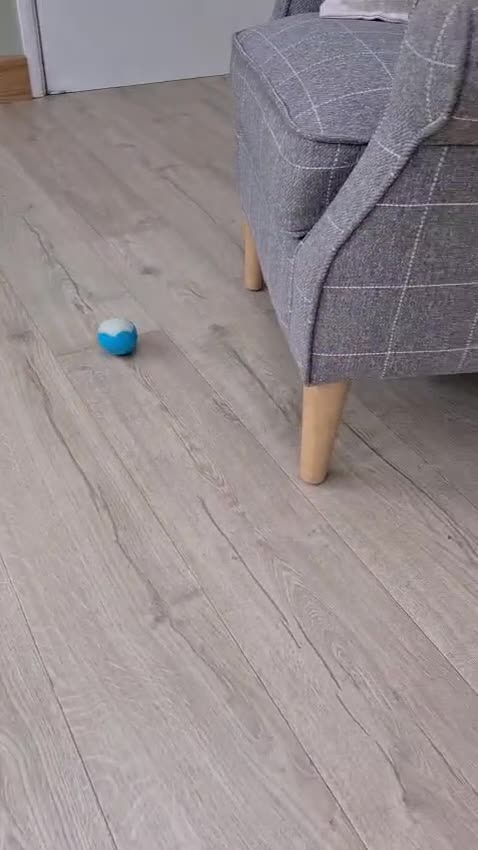 Patterdale Terrier dogs for sale: Patterdale Terrier Puppies  in Derby - Video 1