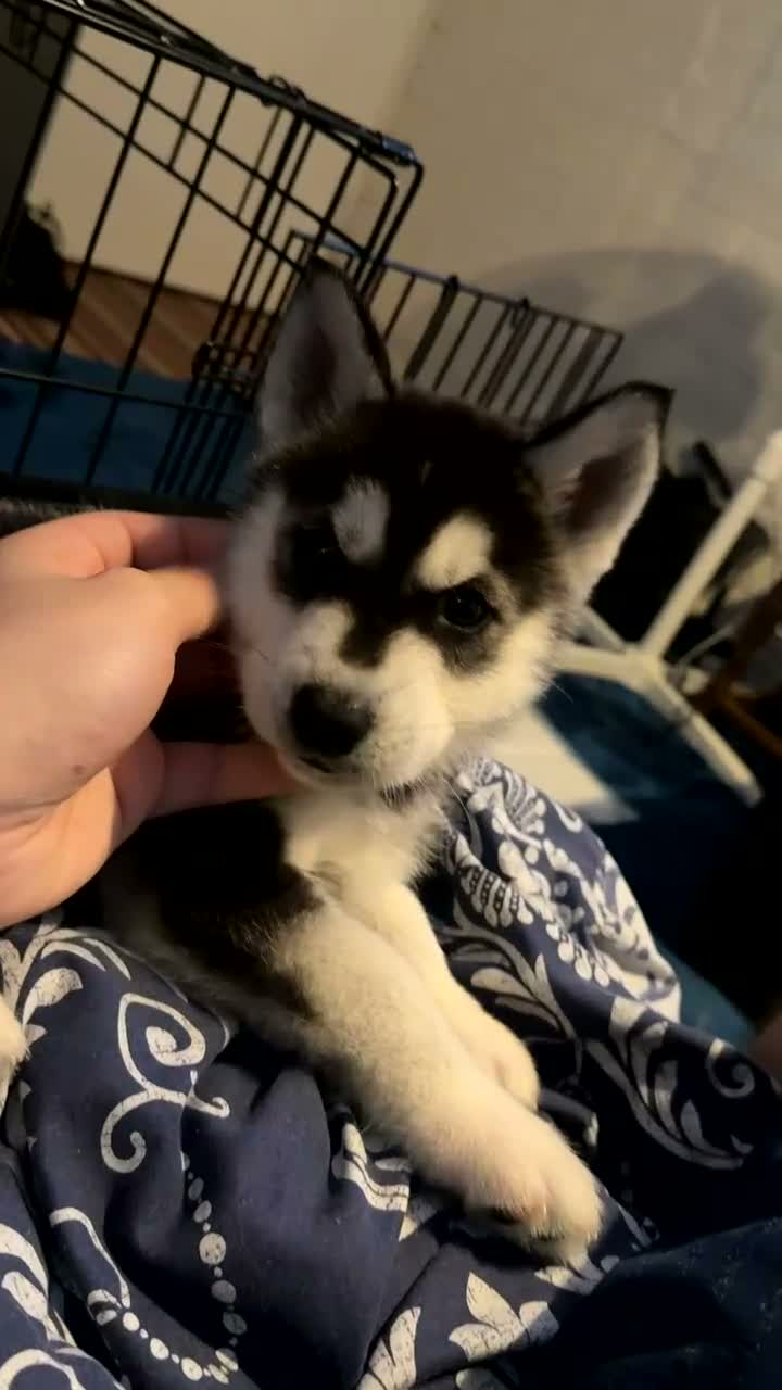 Siberian Husky dogs for sale: Siberian husky male 8 weeks old - Video 2