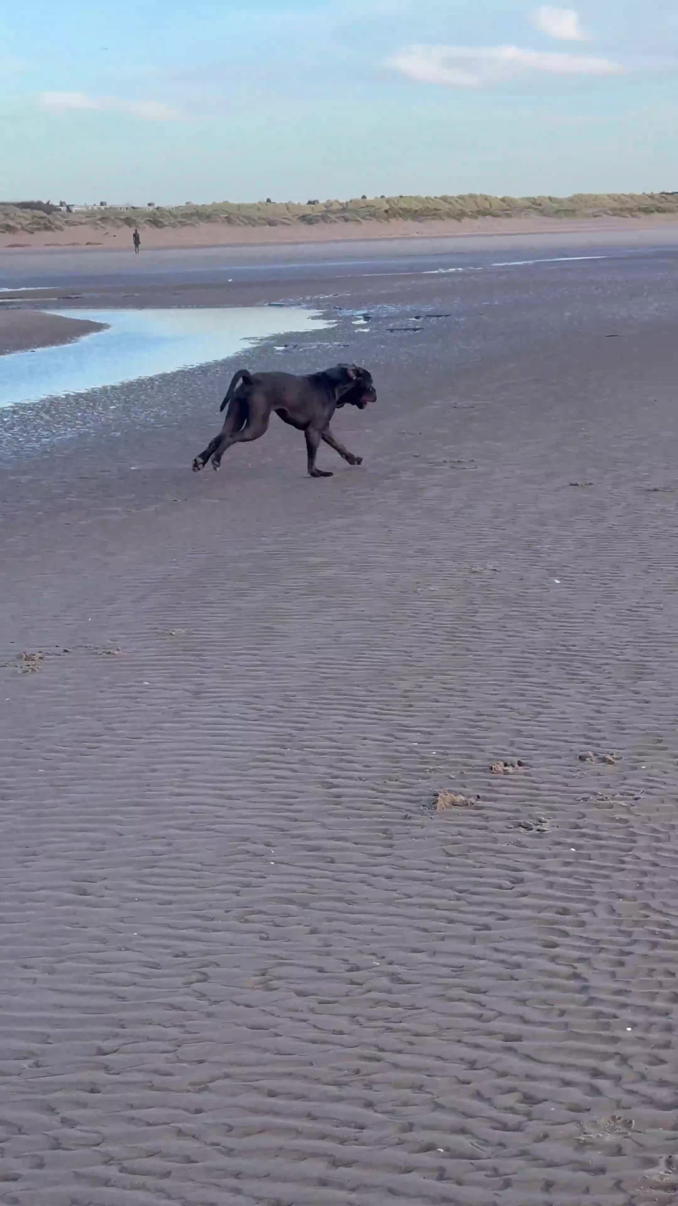 Cane Corso dogs for sale: Rehoming my dog  - Video 1