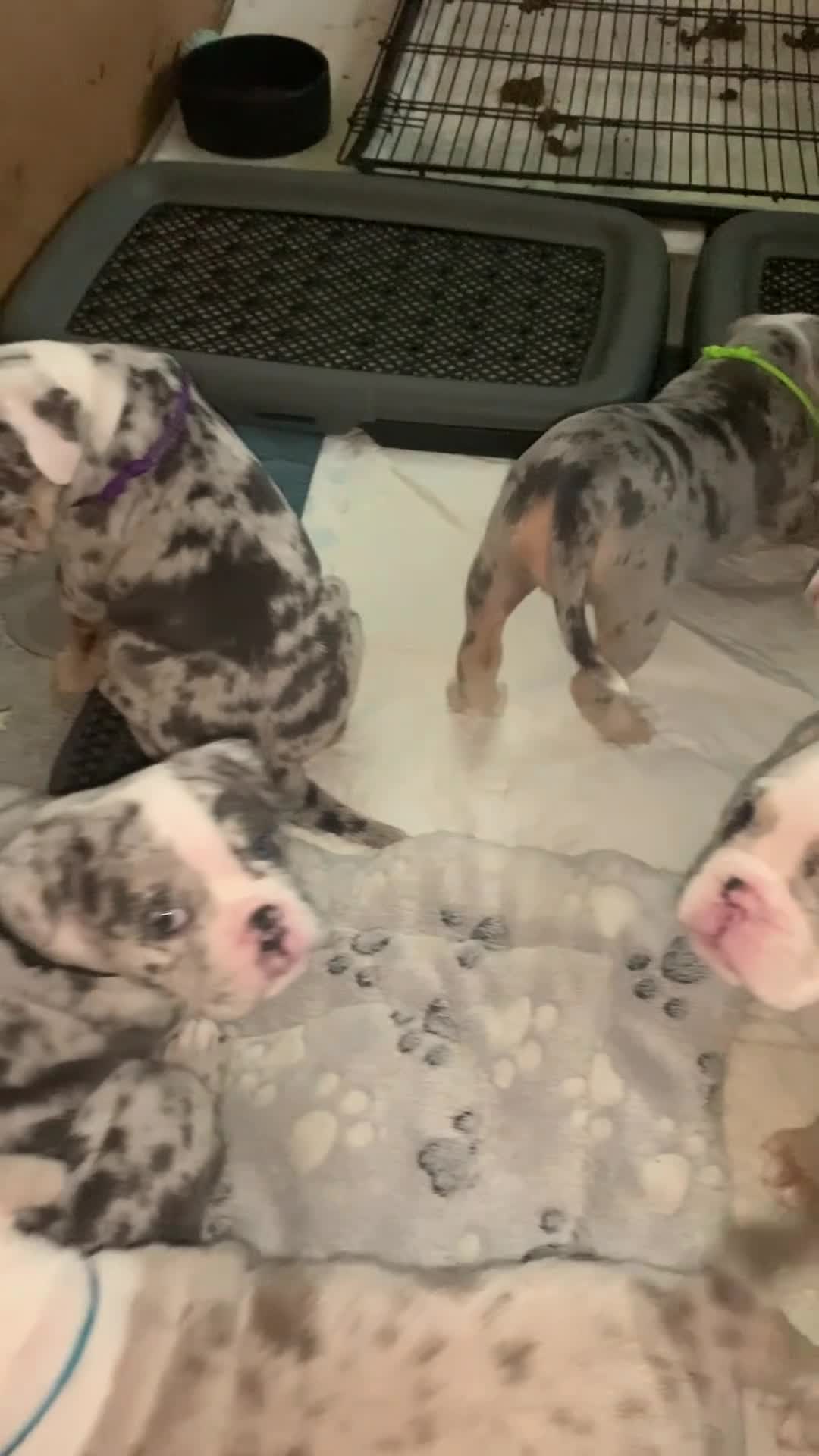 Dorset Olde Tyme Bulldogge dogs for sale: Olde tyme bull dog pups in North Shields - Video 1