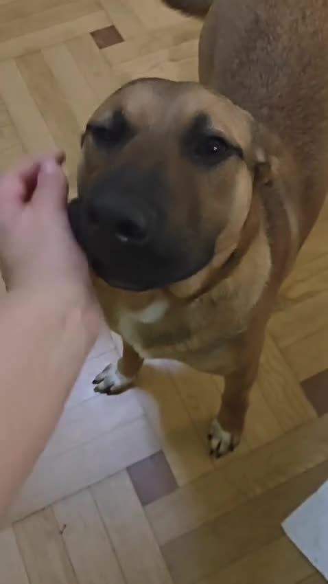 Mixed Breed dogs for adoption: 💙Lord – a 7-month-old lower-medium boy💙 - Video 1