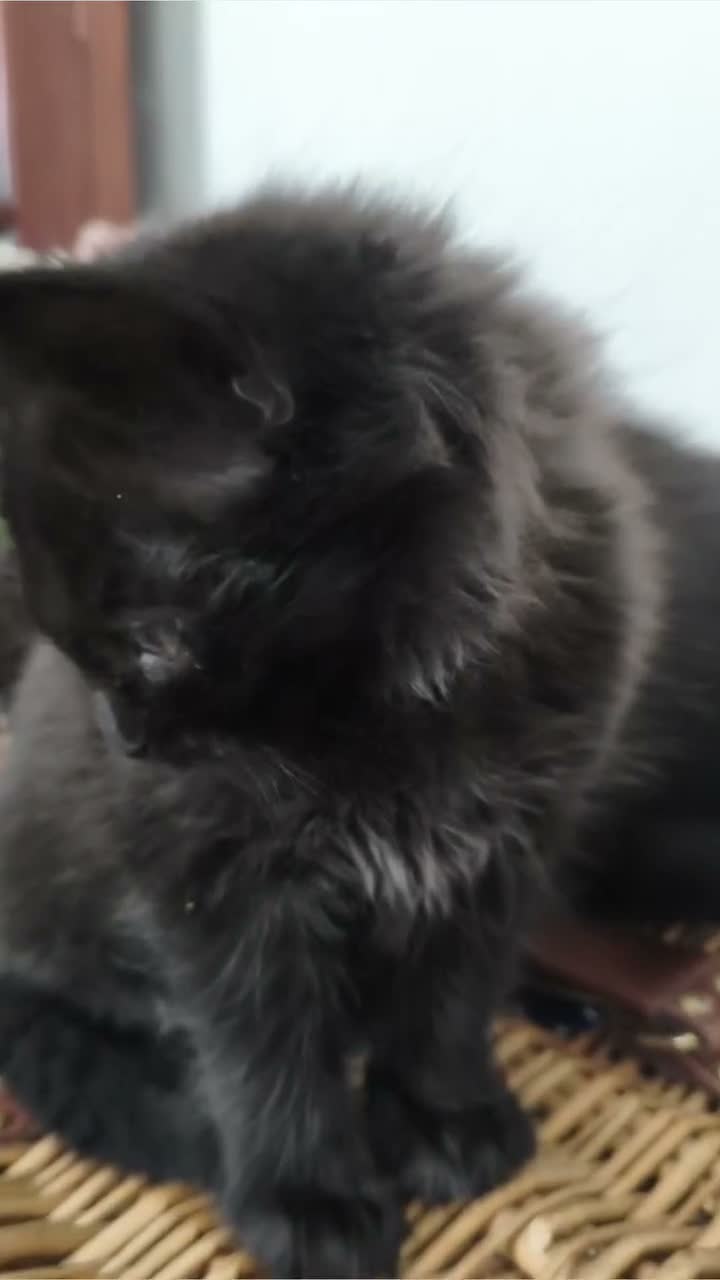 Mixed Breed cats for sale: Kittens - Video 1
