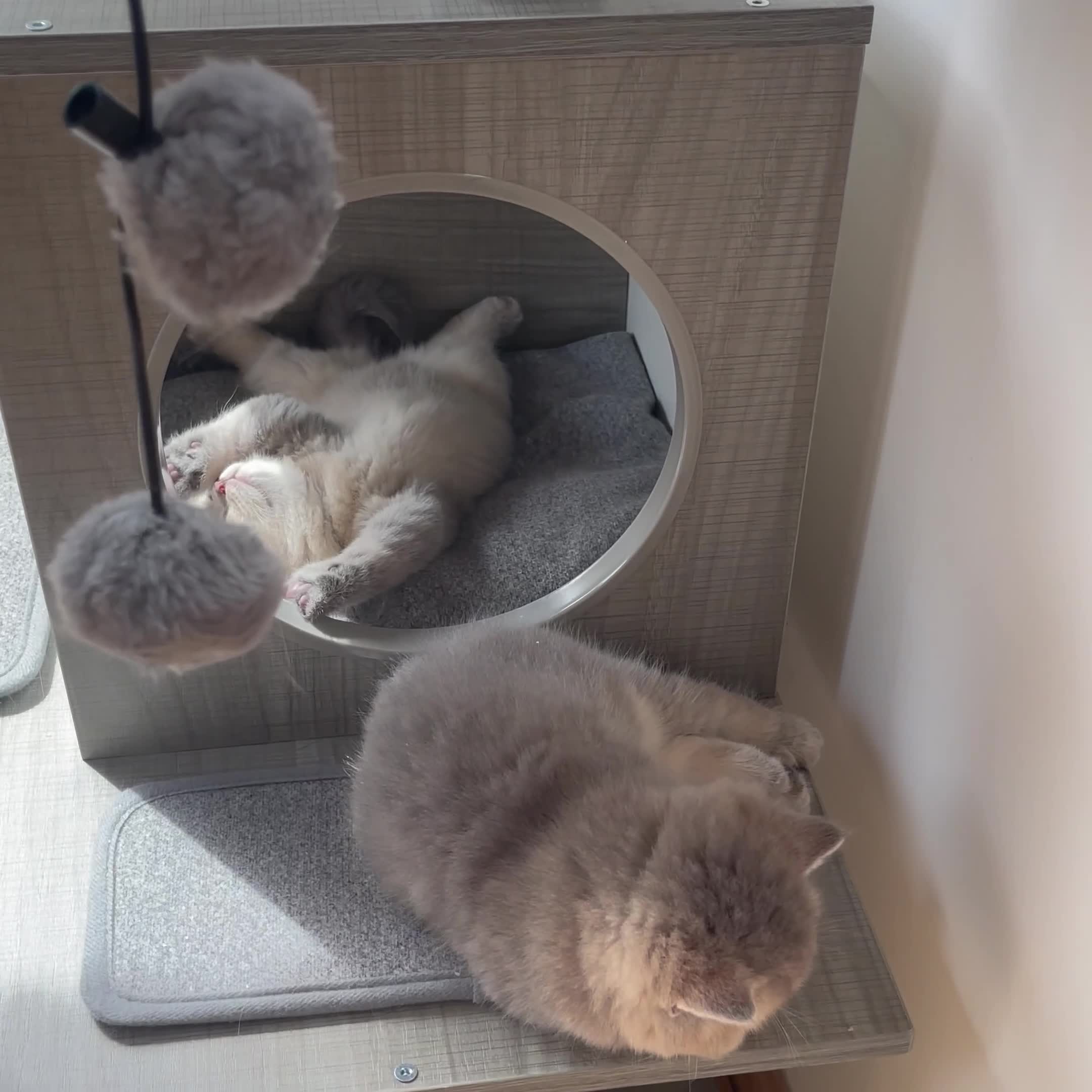 British Shorthair cats for sale: GCCF/TICA British Shorthair Champion line Kittens - Video 1