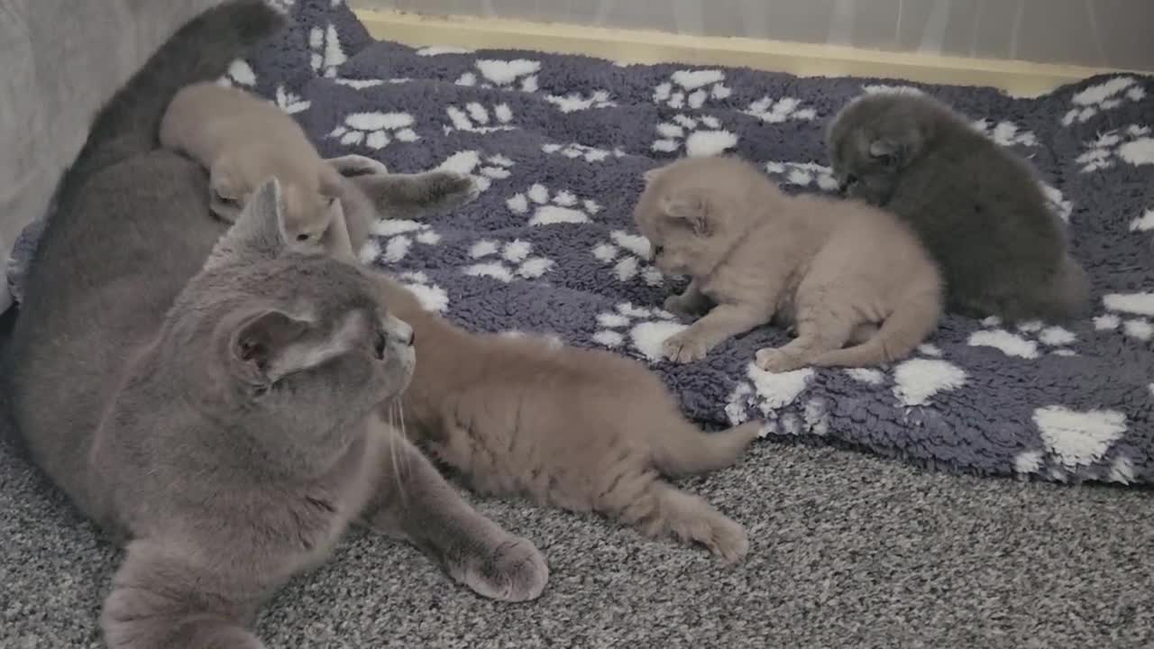 British Shorthair cats for sale:  *READY TO GO* beautiful British shorthair/ long - Video 3
