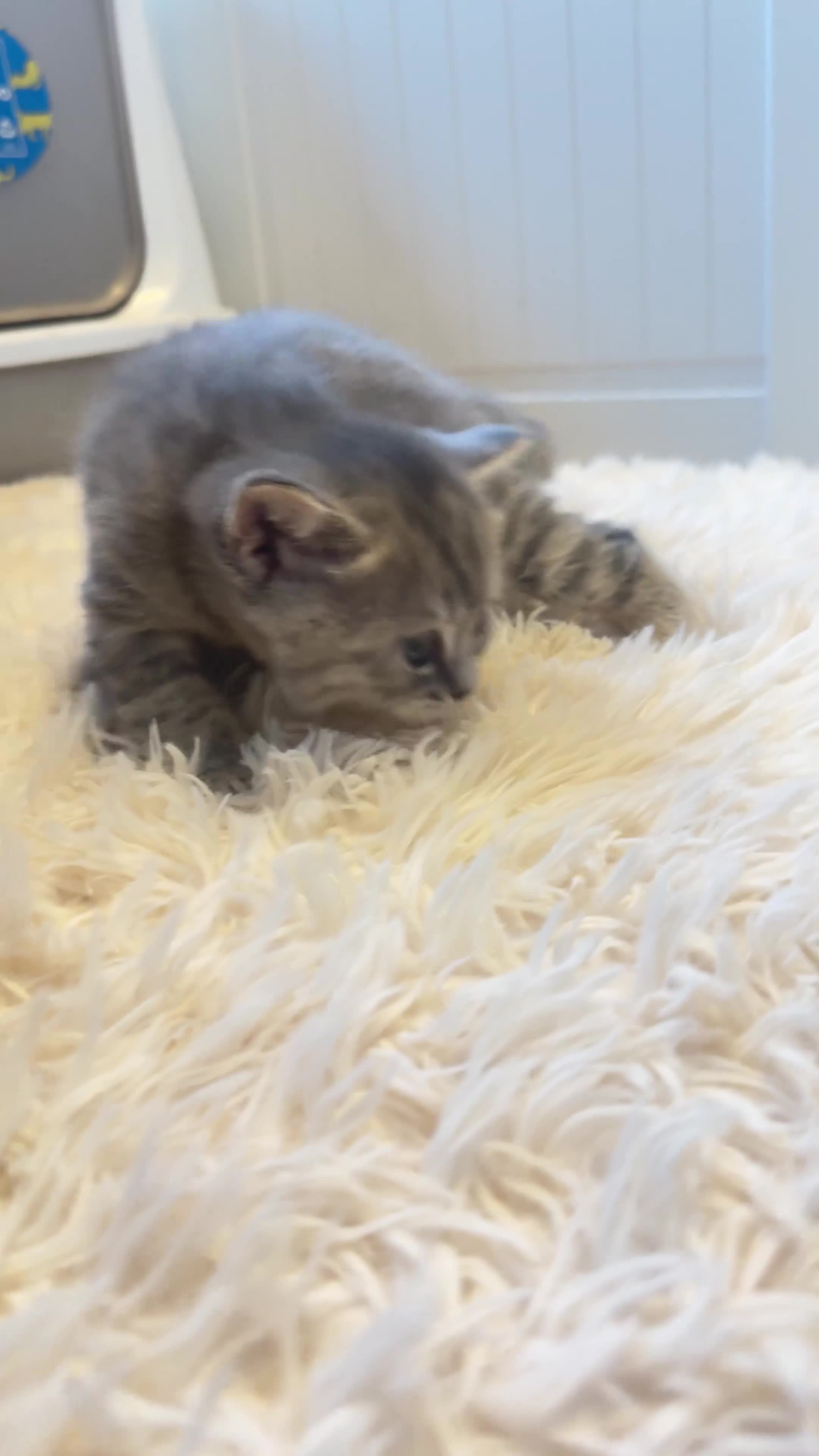 Scottish Fold cats for sale: Scottish fold / Straight kittens  in Nottingham - Video 2