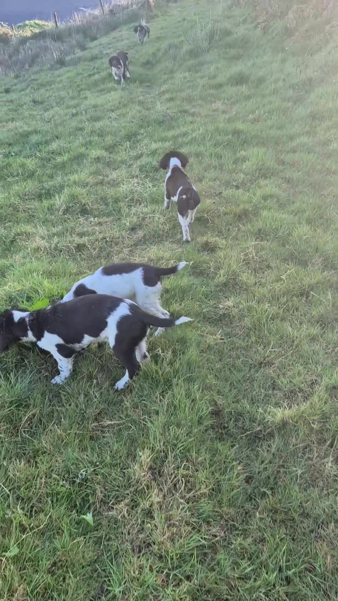 English Springer Spaniel dogs for sale: Northern Irish BEAUTIFUL SPRINGER SPANIEL PUP - Video 1