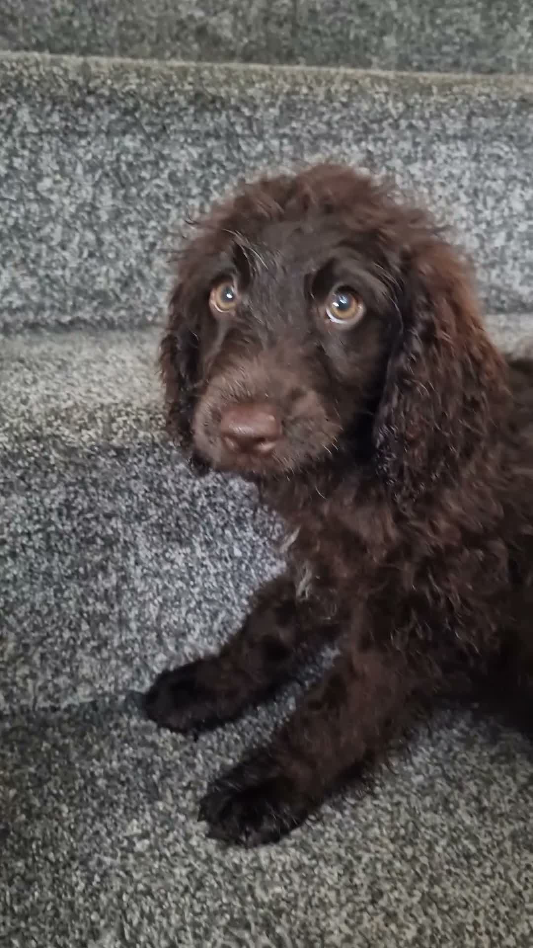 Cockapoo dogs for sale: Full Vaccinations READY NOW Show Cockapoo F1b - Video 2