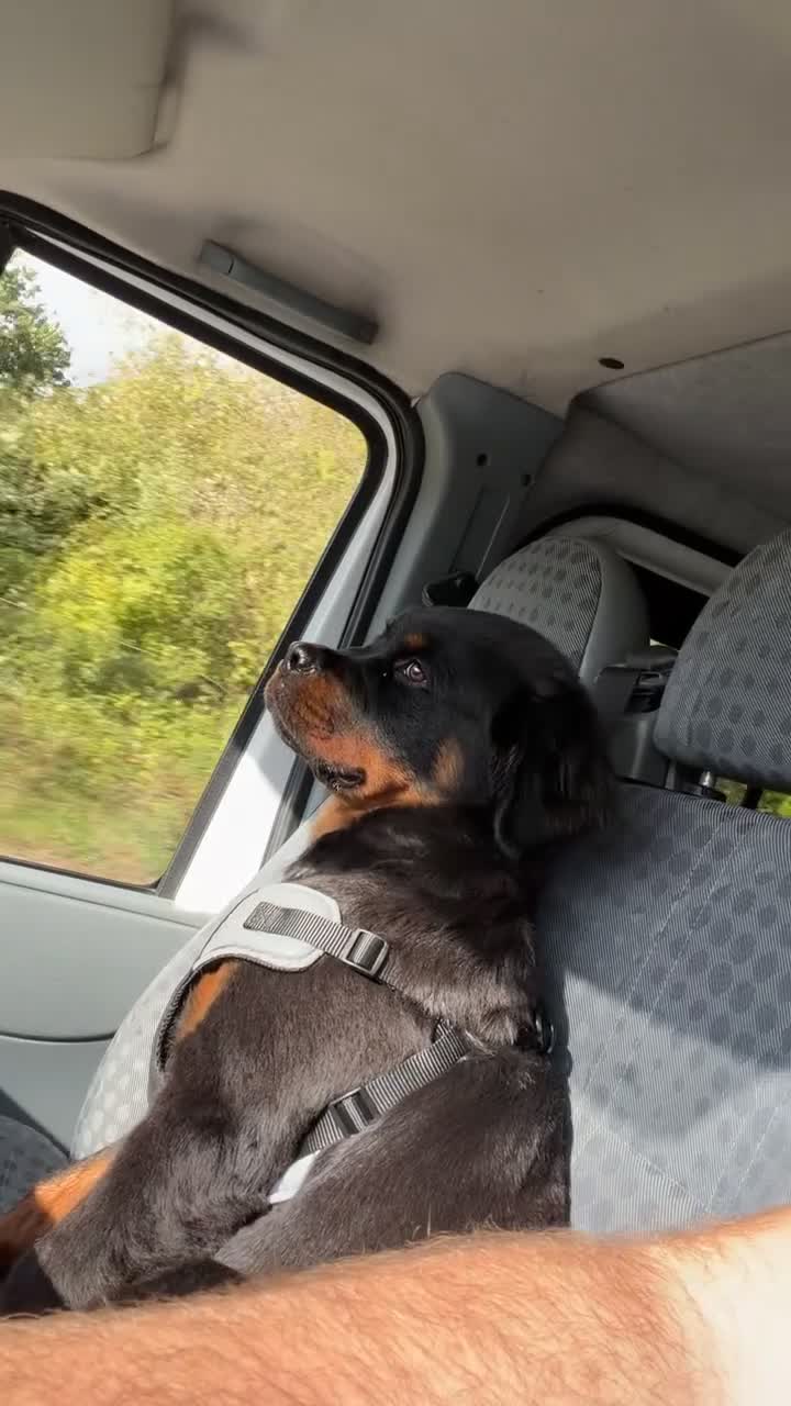 Rottweiler dogs for sale: Mr Rolex  in Bristol - Video 1