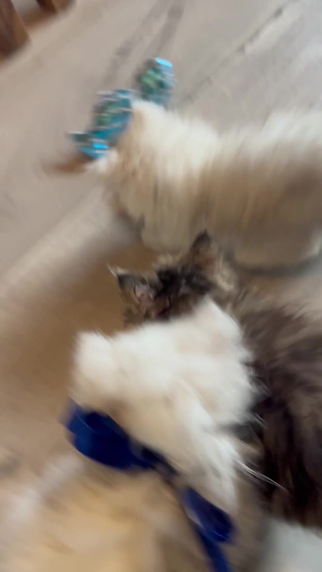 Persian cats for sale: Pedigree Persian Chinchilla Kittens for Sale  - Video 4